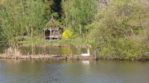 A mute swan finds a safe island to nest on a residential lake in Wonersh.