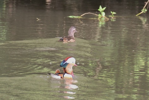A pair of mandarin duck probably with young hiden away  close by.