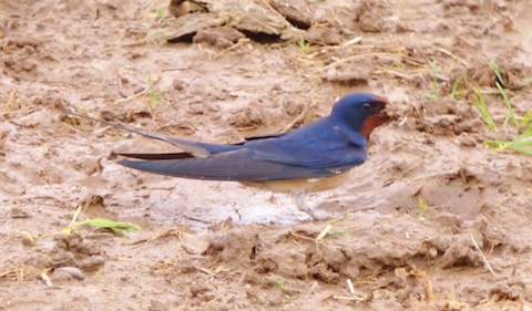 A swallow collecting mud to refubish the same nest as used last year.