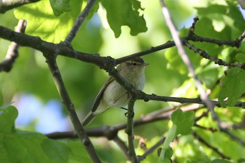 Chiffchaff. Can you spot it's difference from a willow warbler?