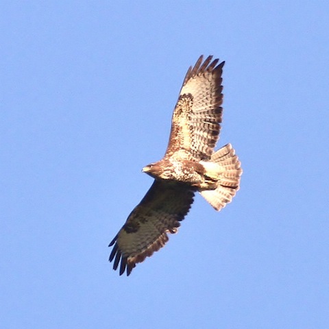 Common buzzard. One of a pair over Stoke Nature Reserve.