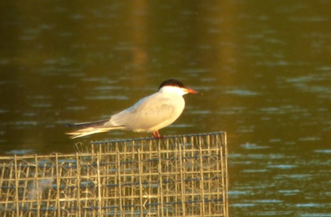 Common tern arrives at Stoke Lake from its winter vacation in Africa.