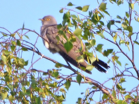 Cuckoo showing well on Whitmoor Common.