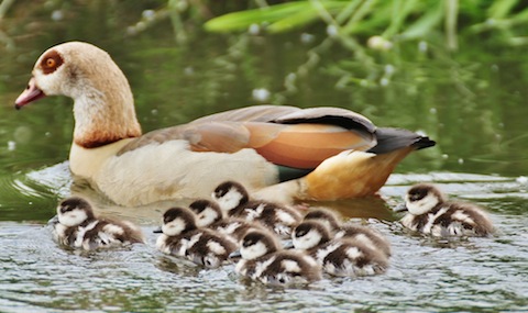 Egyptian goose with eight fluffy chicks.