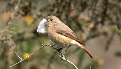Female redstart collects a feather to line its nest.