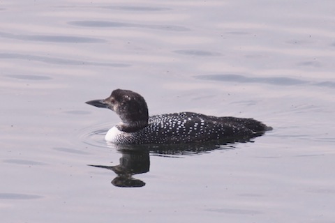 Great northern diver at Staines.