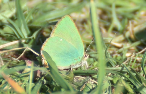 Green hairstreak butterfly.