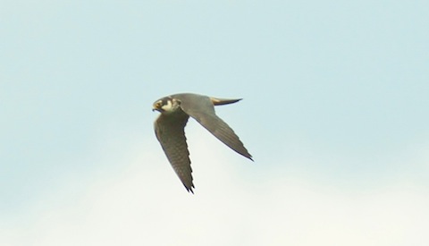 Hobby at Thursley. All the better to see you with.
