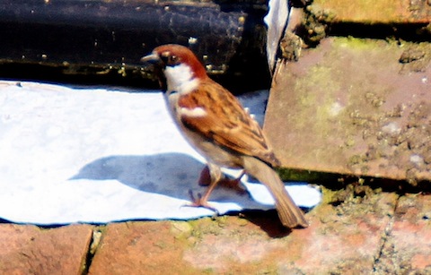 Italian sparrow or tree-house sparrow hybrid.