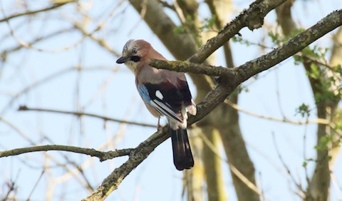 A Jay- now paired up and actively nest building.