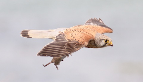 The kestrel has something in its talons.