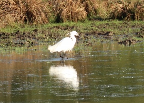 Little egret on the flooded scrape near Stoke Lock.