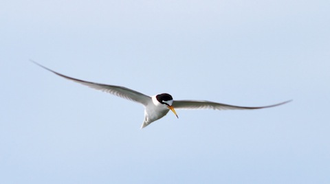 Little tern at Farlington.
