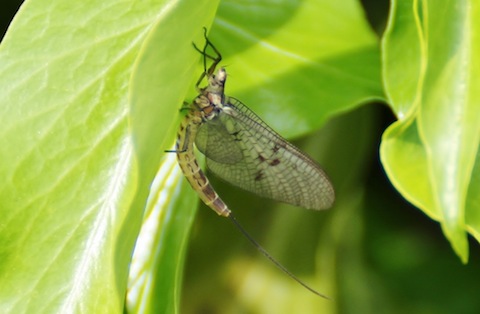 Mayfly: many of these are starting to emerge.