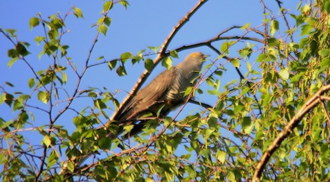 Cuckoo on Whitmoor Common.