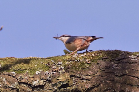 Nuthatch - a photo taken by my daughter at Pulborough Brooks.