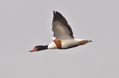 One of a pair of Shelduck flies over Pudmore Pond.