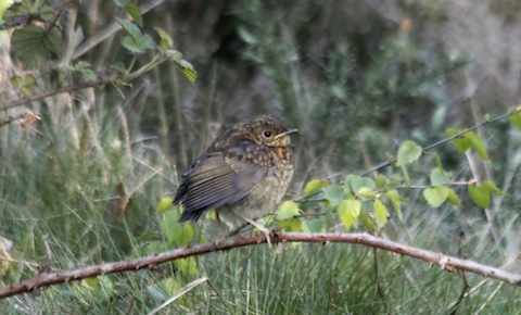 One of four newly fledges baby robins on Whitmoor Common.