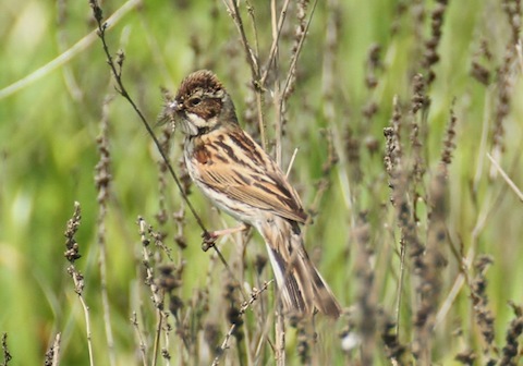 Reed bunting collecting Mayfly to feed her young.