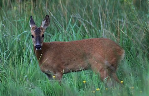 Roe deer at Stoke Reserve.