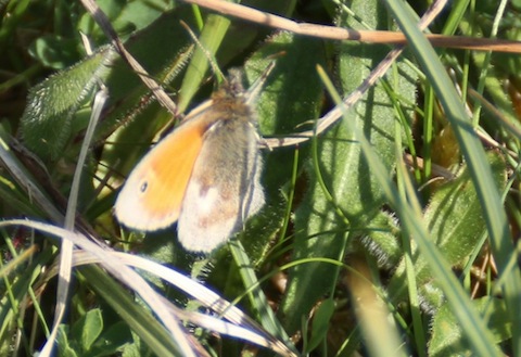 Small heath butterfly.