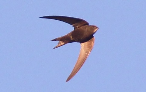 Swifts can now be seen over Guildford.