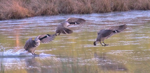 Three Canada geese fly in to settle on the flooded field.