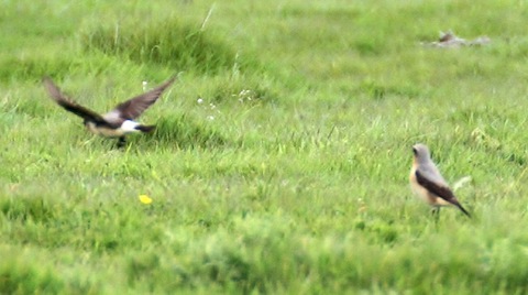 Two wheatear in a field at Farlington.