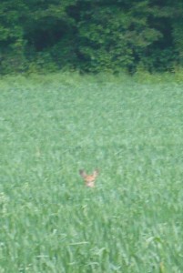 A roe deer hind stares back at me as she crouches in the green corn