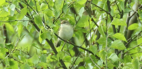 Willow warbler. A  much 'cleaner' looking bird. This one seen at Frensham.