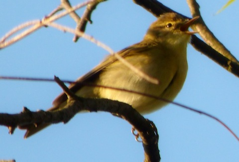 Willow warbler on Whitmoor Common.