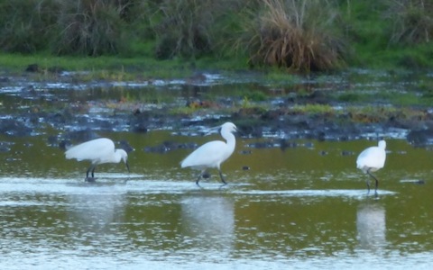 Three little egret near Stoke Lock.