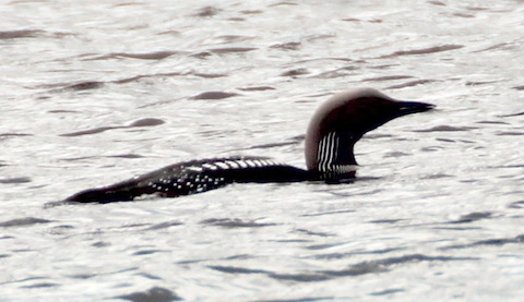 Black-throated diver.