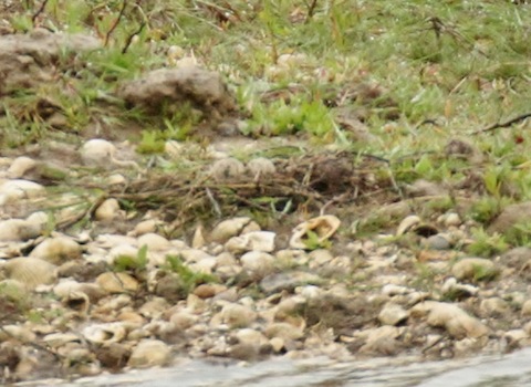 Can you spot the avocet's eggs?