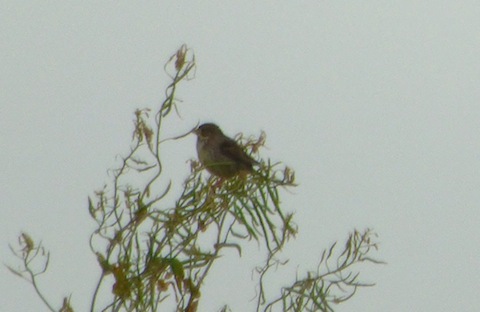 Distant record shot of a corn bunting.