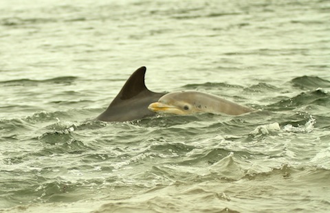 Dolphin with young.