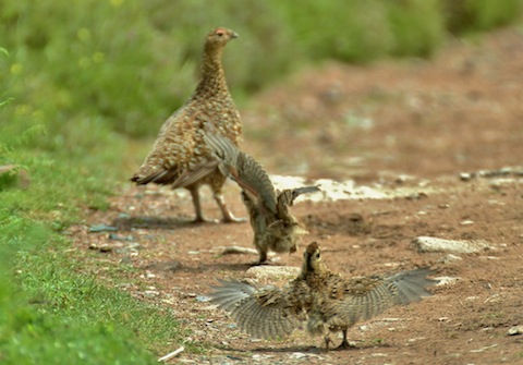Female red grouse with chicks.