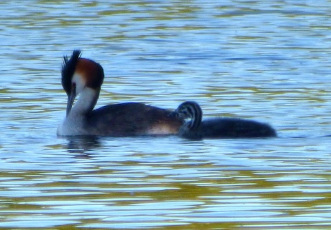 Great crested grebe with one of at least two chicks.