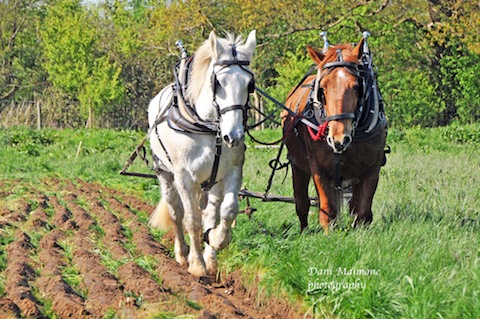 Maisie and Bea ploughing at Clandon Wood. Picture by Dani Maimone.