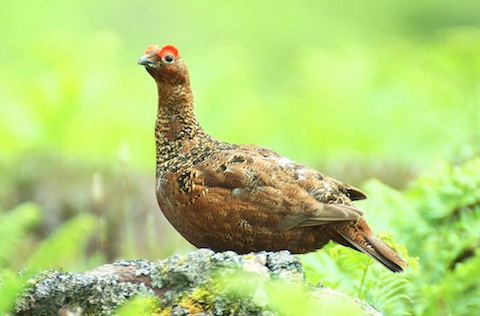 Male red grouse.