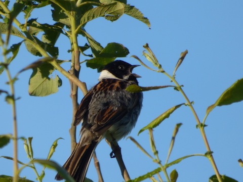 A male reed bunting sings in evening sunshine.