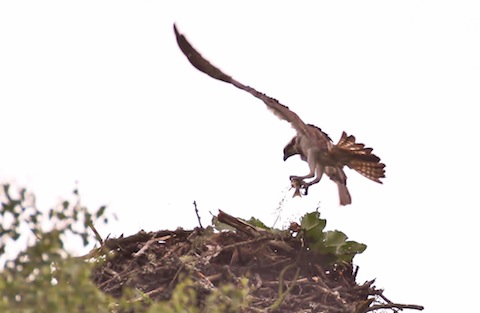 Osprey lands at its nest.