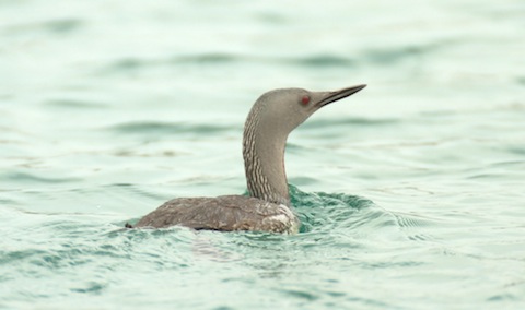 Red-throated diver.