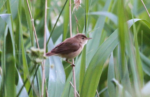 Reed warbler at Stoke Lake.
