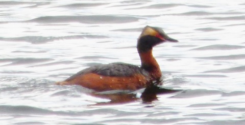 Slavonian grebe in summer plumage.
