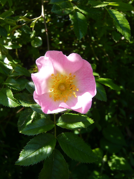 Dog roses like this made regular appearances in the hedgerows. 