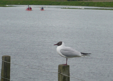Black headed gulls, like this one, are a common sight near the coast in Northumberland. They lose their black 'hood' in winter.