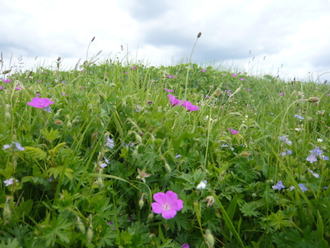 The area behind the dunes was often covered in wild flowers.