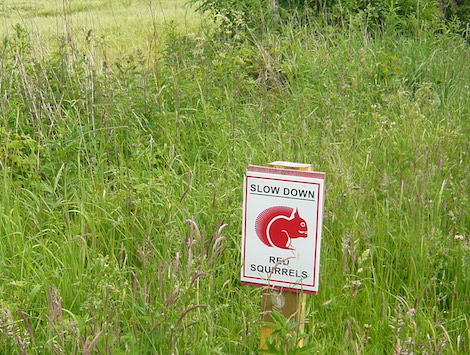 A sign warned to look out for red squirrels. Alas I did not get even a glimpse.