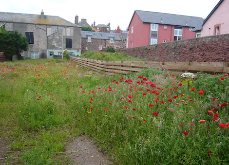 Some areas of Dunbar like many other towns in the UK require redevelopment even though the wild flowers were doing their best to hide the scars.